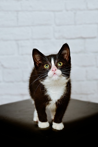 Cute tuxedo kitten looking curious at camera. Vertical image with selective focus.