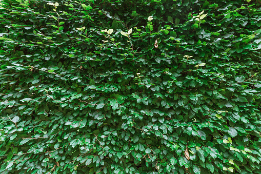 Green leaf wall texture background. Vine on the wall.