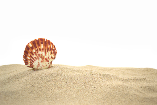 Seashells in the Sand with Pearls