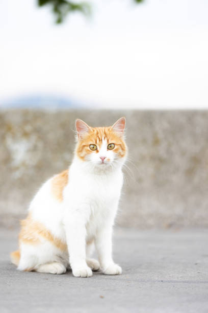 istock Ginger stray kitten is looking at the camera. 1669885818