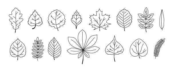 Leaves of different trees set Leaves of different trees set. Doodle outline forest fall leaf oak, maple, elm, birch, rowan, willow. alder tree drawing stock illustrations