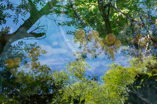 Algae and river plants.