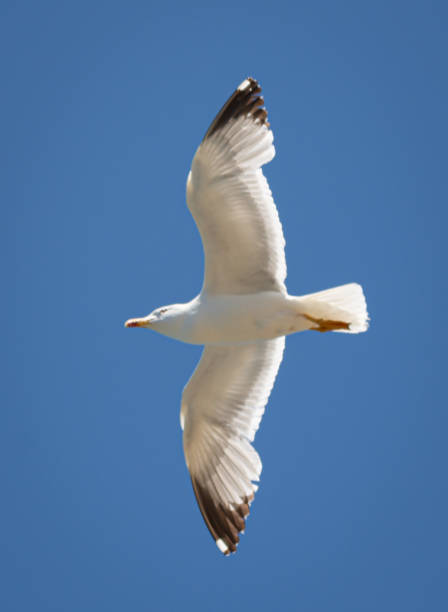 istock Gabbiano in volo 1669888859