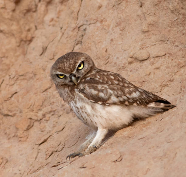 istock wildlife in Oman 1669890015
