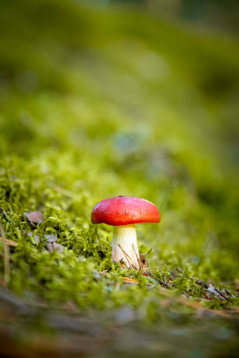 close up of a small mushroom with red hat. beautiful nature background