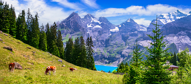 Swiss Alpine scenery - cows and green pastures surrounded by snowy peaks and turquose lake Oeschinesee. Switzerland travel and nature