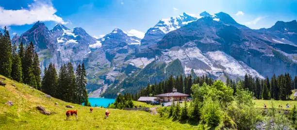 Swiss Alpine scenery - cows and green pastures surrounded by snowy peaks and turquose lake Oeschinesee. Switzerland travel and nature