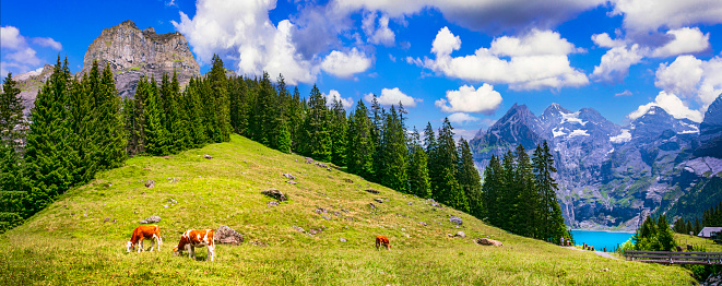 Swiss Alpine scenery - cows and green pastures surrounded by snowy peaks and turquose lake Oeschinesee. Switzerland travel and nature