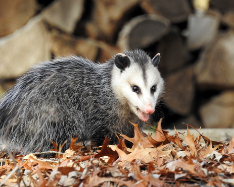 Virginia Opossum (Didelphis virginiana) Native North American Marsupial Mammal