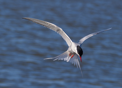 Arctic tern (Sterna paradisaea) flying over the waters of the Isfjorden in Svalbard, Norway