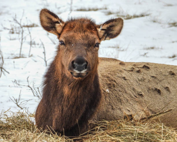 istock North American Elk or Wapiti (Cervidae) Mammal 1669919377
