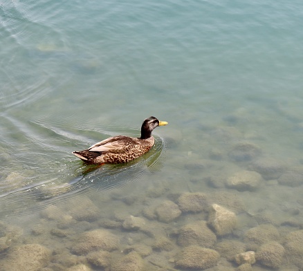 A close view of the duck swimming in the quiet lake.