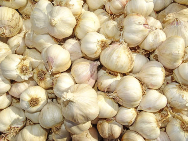 istock Group of garlic bulbs from Maramures, Romania 1669934471