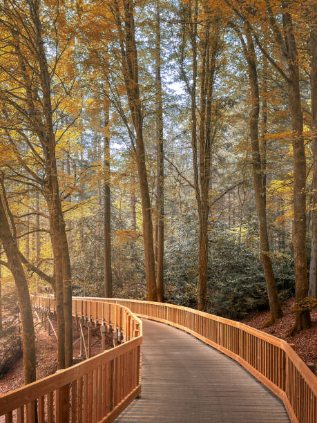 istock Wooden walkway leading through a forest at autumn 1669948656