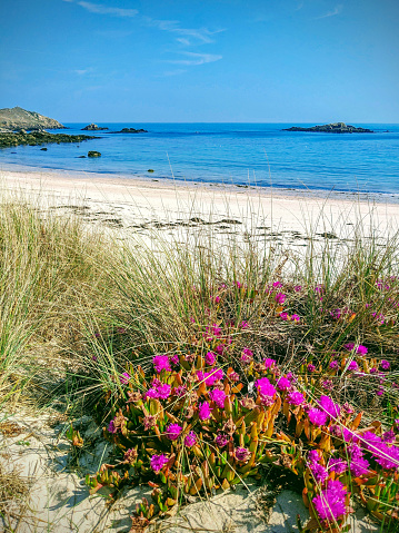Pink flowers growing on a sand dune in front of a long white sandy beach and a deep blue sea with islands visible on the horizon and a bright blue sky, on the island of St Martins in the Isles of Scilly, UK.