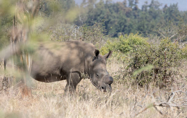 istock A white rhino in park after horn trim 1669994036