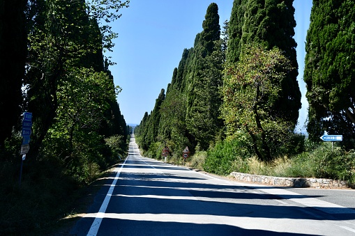 Tropical trees along asphalt road. Road in Mallorca, Balearic Islands, Spain