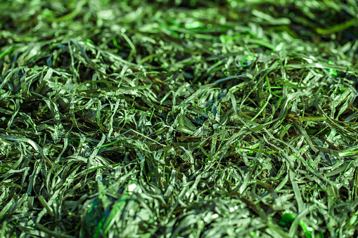 Seaweed sea grass is long and green in bulk, close-up, selective focus