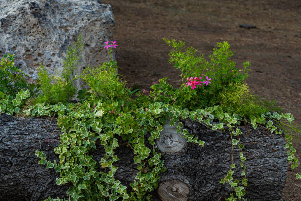 istock Outdoor decoration with creeping plants 1670007025