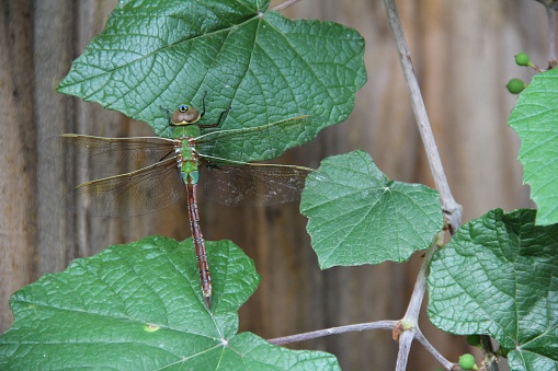 A vibrant dragonfly with long, intricate wings perched atop a bed of lush green foliage
