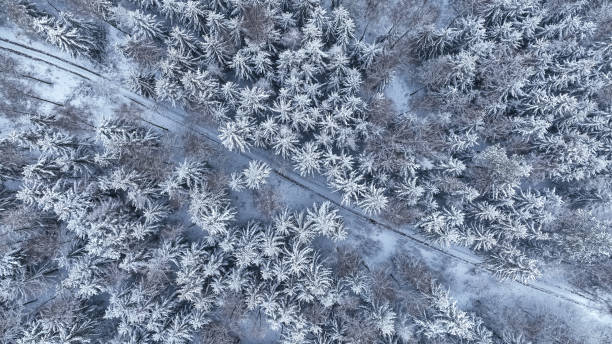 istock Aerial view of footpath and white forest in winter. 1670052501