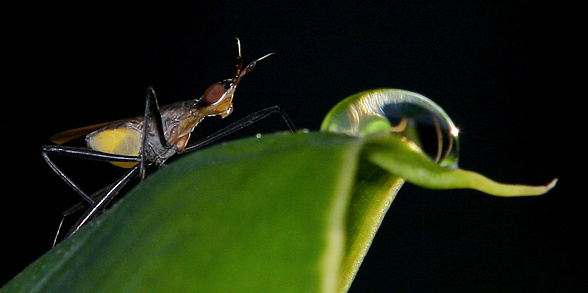 Tipulidae is a species of mosquito. The image was assembled from 19 individual images in a special process. The magnification scale goes far beyond the normal macro. An elaborate recording.