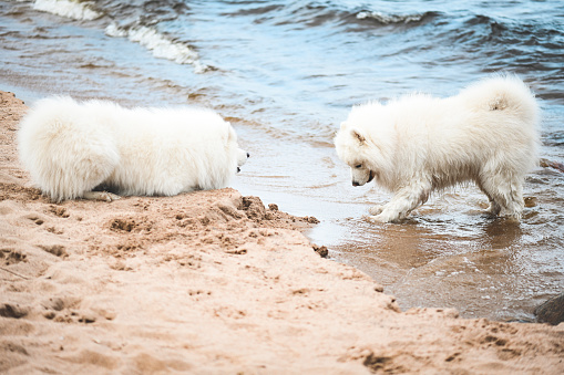 Beautiful samoyed dogs walking