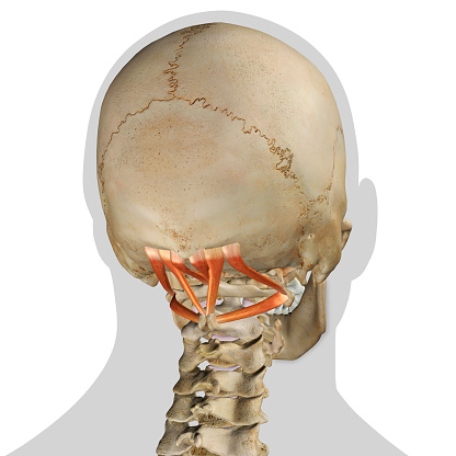 Male  Suboccipital Neck Muscles isolated on the cervical spine vertebrae and human skull on a white background.  3D rendering.