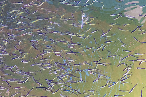 Flock of trout in the clear river