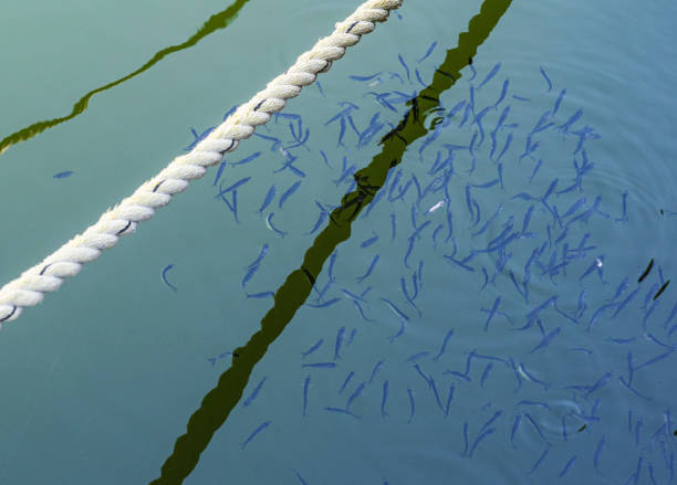 Free Stock Photo of Small fish caught in a tangled net underwater image ...