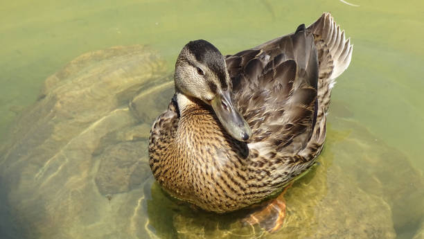 istock female duck swimming in the sun 1670115255