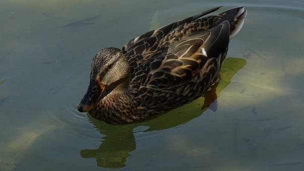 istock female duck swimming in crystal clear water 1670116793