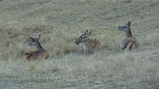 three deer lying in a meadow