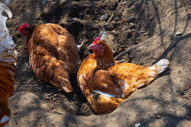 istock two red domestic hen chickens taking dirt bath, poultry resting 1670129016