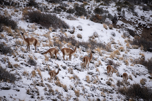 Guanacos in the snowy Patagonian steppes at Jeinimeni National Reserve