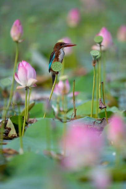 White breasted Kingfisher in Lotus flowers White breasted Kingfisher in Lotus flowers Water Lilies stock pictures, royalty-free photos & images