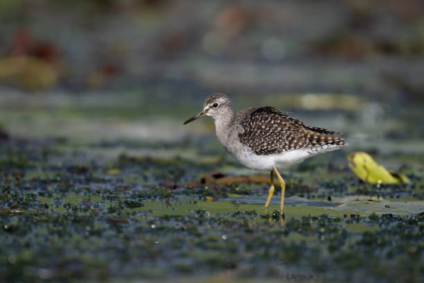 nahaufnahme des waldstrandläufervogels auf schwimmendem blatt - animal beak bird wading stock-fotos und bilder