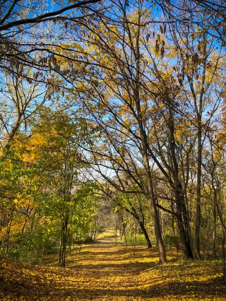 istock Autumnal pathway through a woodland area 1670170357