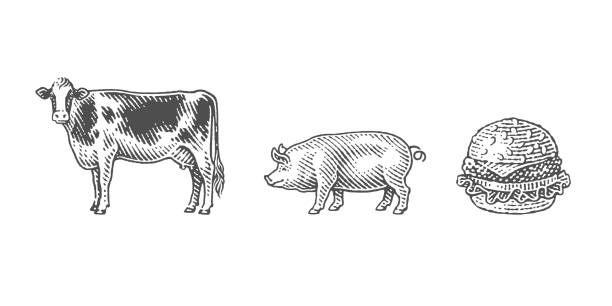 돼지, 소, 치즈버거. - pig piglet butcher ranch stock illustrations