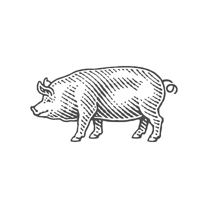 Pig. Hand drawn engraving style illustrations.