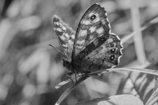 Colorful butterfly swing on leaf. Black and white photo