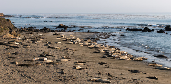 Panoramic view of animal wildlife sleeping and lounging on sandy beach at Elephant Seal Vista Point.