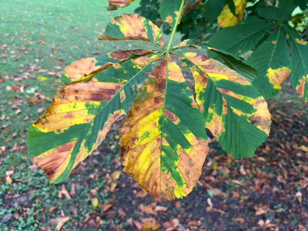 istock Horse Chestnut Tree Leaves 1670224109
