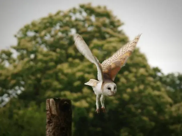 Close up of a barn owl in flight with blurred motion and a tree stump against green trees in woodland