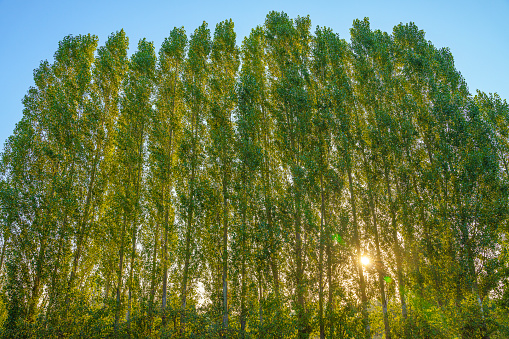 Sunset tall poplar trees pastoral wallpaper