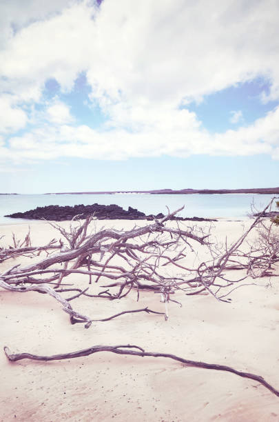 Beach on a beautiful uninhabited island, selective focus, color toning applied, Galapagos Islands, Ecuador.