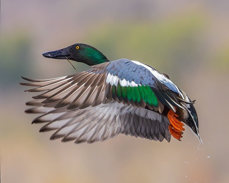 a closeup of a majestic Northern shoveler in flight with a blurry background