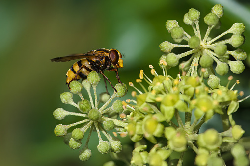 Close up from a hornet mimic hoverfly (Volucella zonaria) on ivy blossoms.