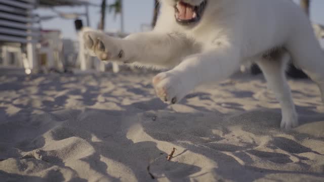 Small dog runs on the beach