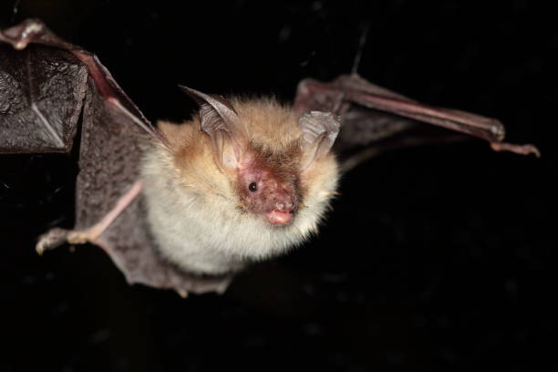 istock Bechstein's bat
(Myotis bechsteinii) a flying individual in a natural habitat 1670304414